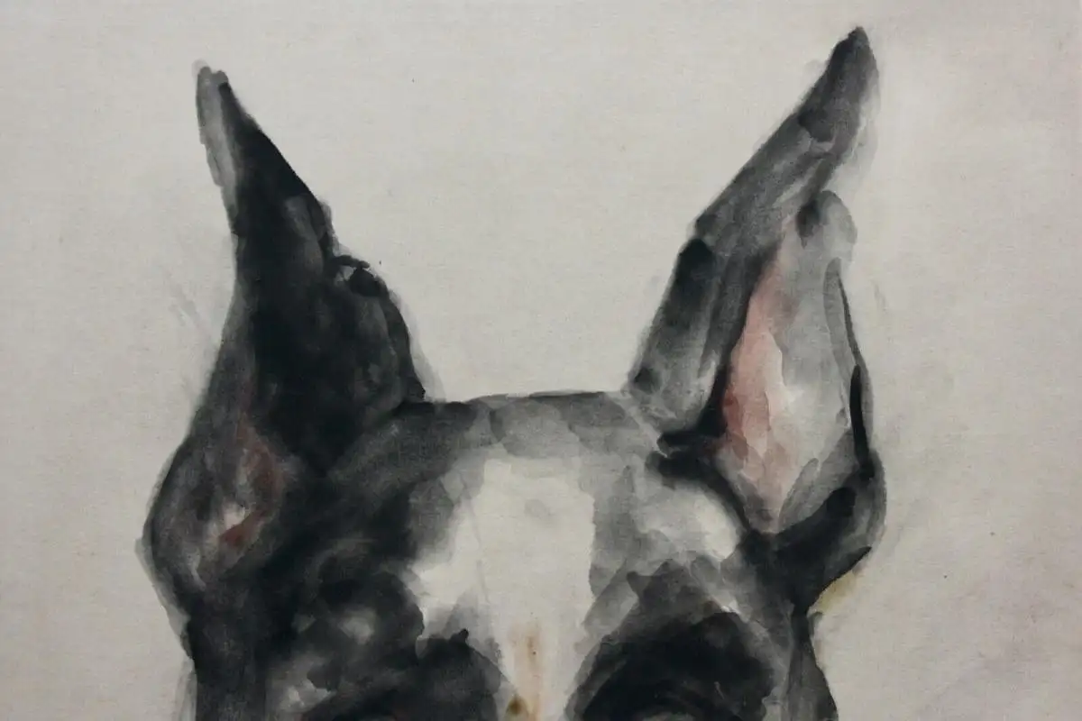 H. Merz, signiertes Aquarell, Tierstudie, Hund, Dänische Dogge, Great Dane, 1929 6