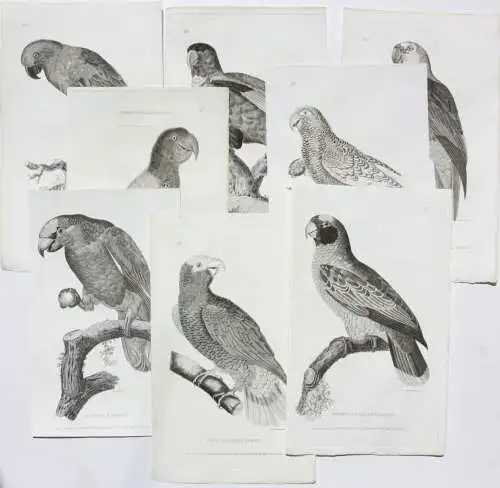 Moses Griffith (1747-1819), Folge von 8 Kupferstichen, Papageien, Parrots, 1811