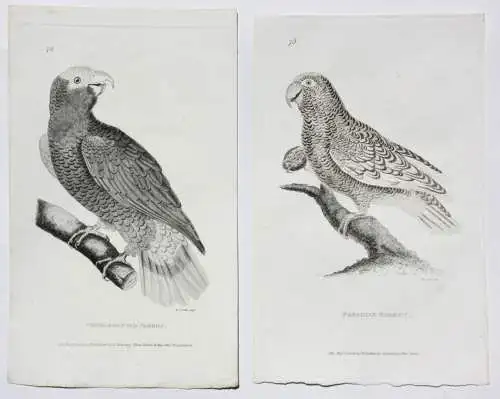 Moses Griffith (1747-1819), Folge von 8 Kupferstichen, Papageien, Parrots, 1811