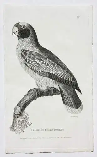 Moses Griffith (1747-1819), Folge von 8 Kupferstichen, Papageien, Parrots, 1811