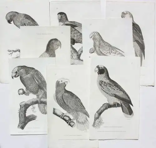 Moses Griffith (1747-1819), Folge von 8 Kupferstichen, Papageien, Parrots, 1811