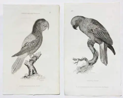 Moses Griffith (1747-1819), Folge von 8 Kupferstichen, Papageien, Parrots, 1811