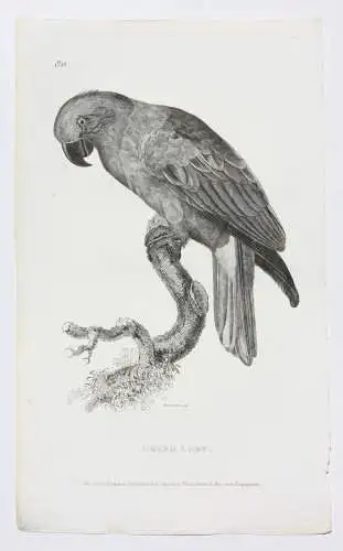 Moses Griffith (1747-1819), Folge von 8 Kupferstichen, Papageien, Parrots, 1811