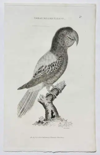 Moses Griffith (1747-1819), Folge von 8 Kupferstichen, Papageien, Parrots, 1811