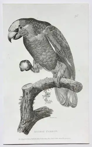 Moses Griffith (1747-1819), Folge von 8 Kupferstichen, Papageien, Parrots, 1811