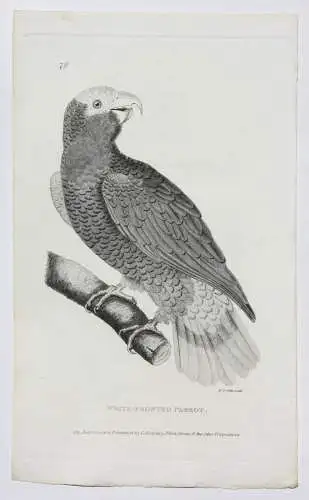 Moses Griffith (1747-1819), Folge von 8 Kupferstichen, Papageien, Parrots, 1811