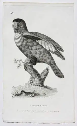 Moses Griffith (1747-1819), Folge von 8 Kupferstichen, Papageien, Parrots, 1811