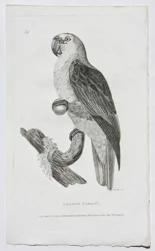 Moses Griffith (1747-1819), Folge von 8 Kupferstichen, Papageien, Parrots, 1811