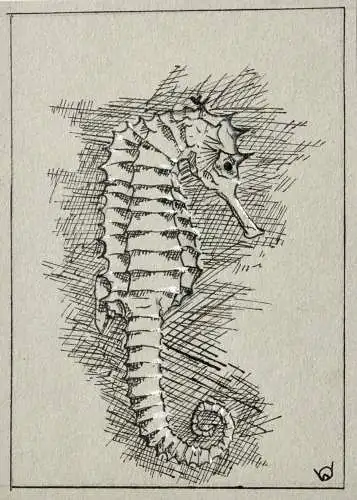 Werner Oberdörffer, monogrammierte Zeichnung, Seepferdchen, Hippocampus, um 1900