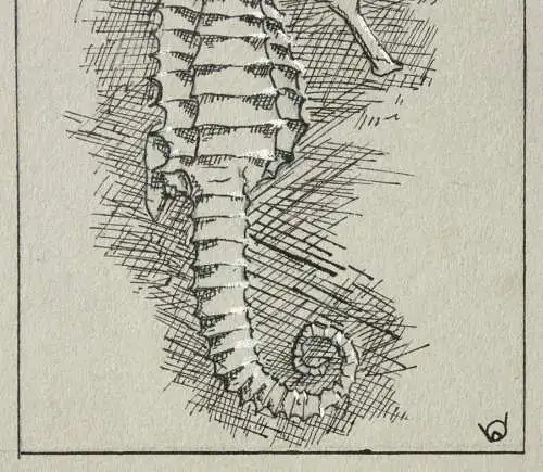 Werner Oberdörffer, monogrammierte Zeichnung, Seepferdchen, Hippocampus, um 1900