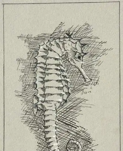 Werner Oberdörffer, monogrammierte Zeichnung, Seepferdchen, Hippocampus, um 1900