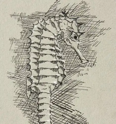 Werner Oberdörffer, monogrammierte Zeichnung, Seepferdchen, Hippocampus, um 1900