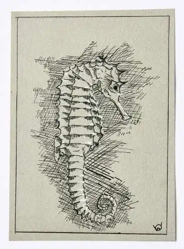 Werner Oberdörffer, monogrammierte Zeichnung, Seepferdchen, Hippocampus, um 1900