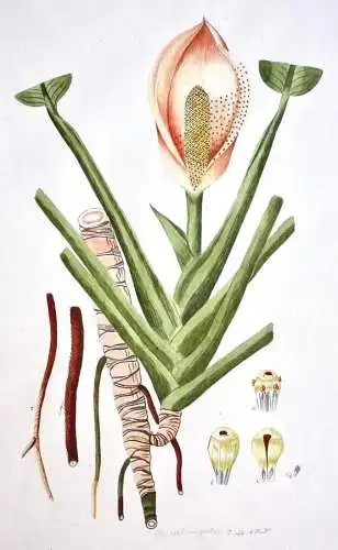 "Dracontium Pertus" Aquarell nach Jacquin "Plantarum rariorum Horti Caesarei"