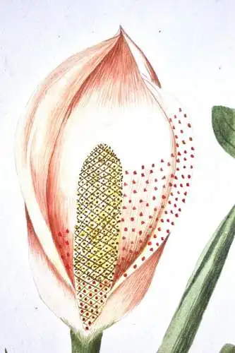 "Dracontium Pertus" Aquarell nach Jacquin "Plantarum rariorum Horti Caesarei"