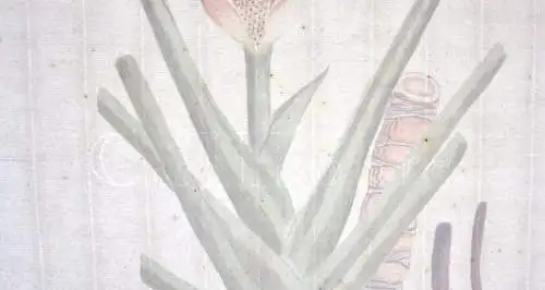 "Dracontium Pertus" Aquarell nach Jacquin "Plantarum rariorum Horti Caesarei"