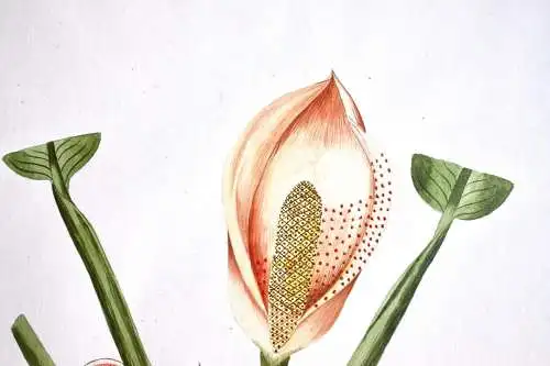 "Dracontium Pertus" Aquarell nach Jacquin "Plantarum rariorum Horti Caesarei"