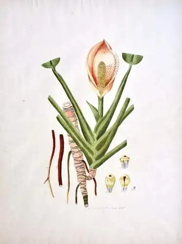 "Dracontium Pertus" Aquarell nach Jacquin "Plantarum rariorum Horti Caesarei"