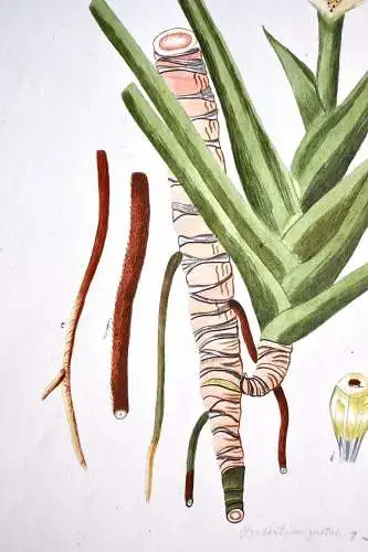 "Dracontium Pertus" Aquarell nach Jacquin "Plantarum rariorum Horti Caesarei"