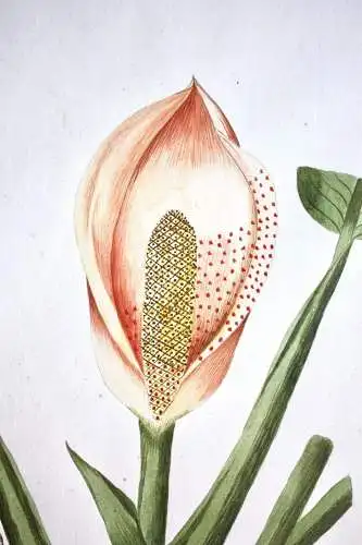 "Dracontium Pertus" Aquarell nach Jacquin "Plantarum rariorum Horti Caesarei"