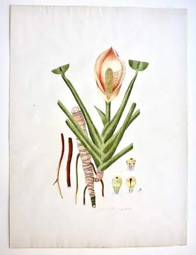 "Dracontium Pertus" Aquarell nach Jacquin "Plantarum rariorum Horti Caesarei"