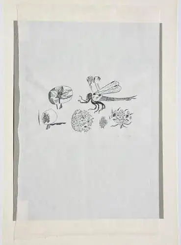Otto Rohse (1925-2016), signierter Holzstich, Fliege, Insekt mit Blüten, um 1960
