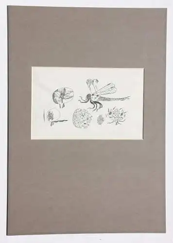 Otto Rohse (1925-2016), signierter Holzstich, Fliege, Insekt mit Blüten, um 1960