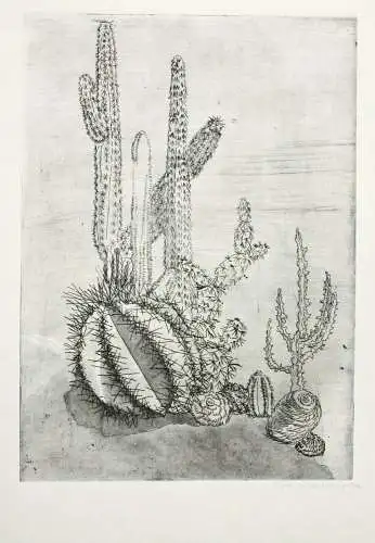 Elgin Müller-Bollhagen, signierte Aquatinta Radierung Kakteen, Kaktus, Cactaceae