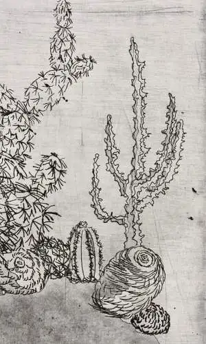 Elgin Müller-Bollhagen, signierte Aquatinta Radierung Kakteen, Kaktus, Cactaceae