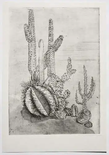 Elgin Müller-Bollhagen, signierte Aquatinta Radierung Kakteen, Kaktus, Cactaceae