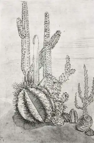 Elgin Müller-Bollhagen, signierte Aquatinta Radierung Kakteen, Kaktus, Cactaceae