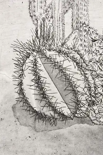 Elgin Müller-Bollhagen, signierte Aquatinta Radierung Kakteen, Kaktus, Cactaceae