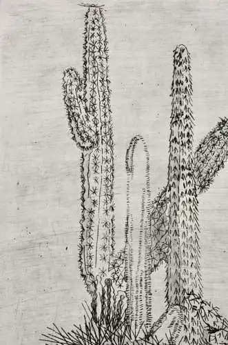 Elgin Müller-Bollhagen, signierte Aquatinta Radierung Kakteen, Kaktus, Cactaceae
