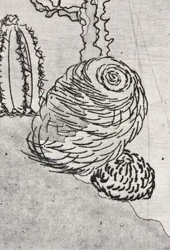 Elgin Müller-Bollhagen, signierte Aquatinta Radierung Kakteen, Kaktus, Cactaceae