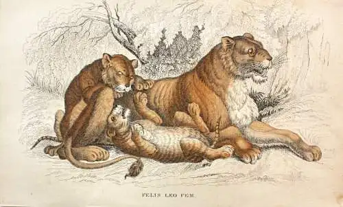 Löwin mit jungen Löwen "Felis Leo Fem." kol. Stahlstich W. H. Lizars (1788-1859)