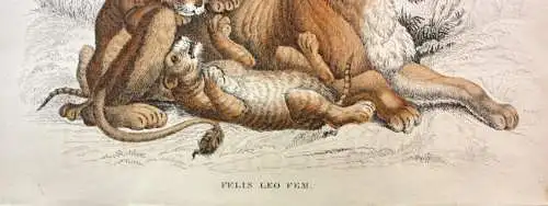 Löwin mit jungen Löwen "Felis Leo Fem." kol. Stahlstich W. H. Lizars (1788-1859)