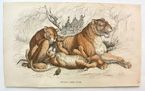 Löwin mit jungen Löwen "Felis Leo Fem." kol. Stahlstich W. H. Lizars (1788-1859)