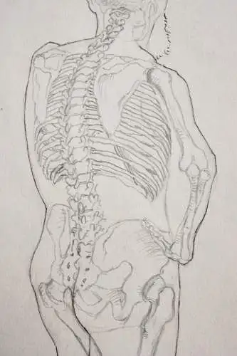 Rudolf Schramm-Zittau (1874-1950), signierte Zeichnung, Anatomie-Studie, Skelett