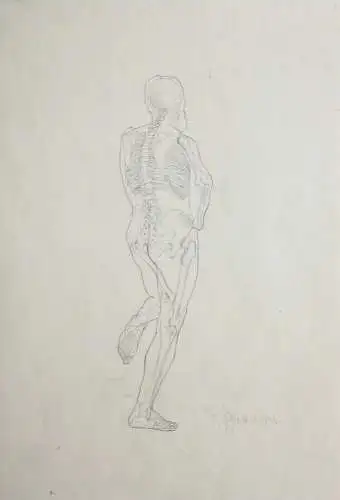 Rudolf Schramm-Zittau (1874-1950), signierte Zeichnung, Anatomie-Studie, Skelett