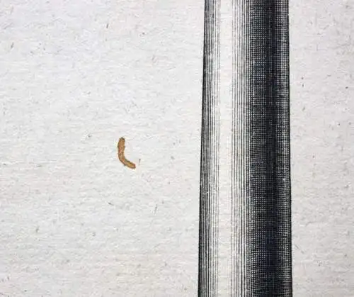 Säule, klassizistischer Kupferstich, aus "Der practische Baubeamte", Wien, 1800