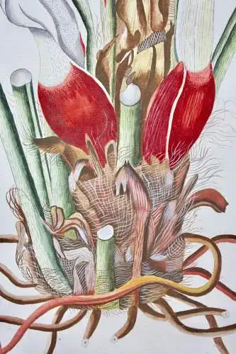 "Arum pinnatifidum", Aquarell nach Jacquin "Plantarum rariorum Horti Caesarei"