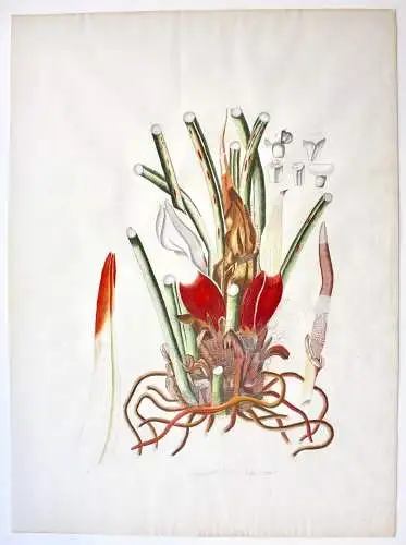 "Arum pinnatifidum", Aquarell nach Jacquin "Plantarum rariorum Horti Caesarei"