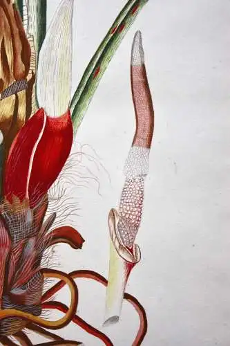 "Arum pinnatifidum", Aquarell nach Jacquin "Plantarum rariorum Horti Caesarei"