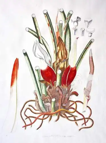 "Arum pinnatifidum", Aquarell nach Jacquin "Plantarum rariorum Horti Caesarei"