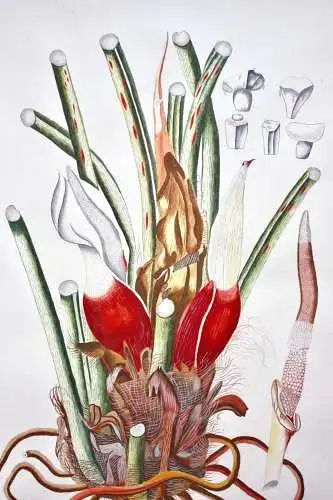 "Arum pinnatifidum", Aquarell nach Jacquin "Plantarum rariorum Horti Caesarei"