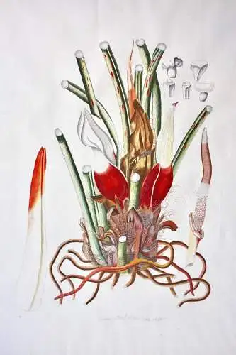 "Arum pinnatifidum", Aquarell nach Jacquin "Plantarum rariorum Horti Caesarei"