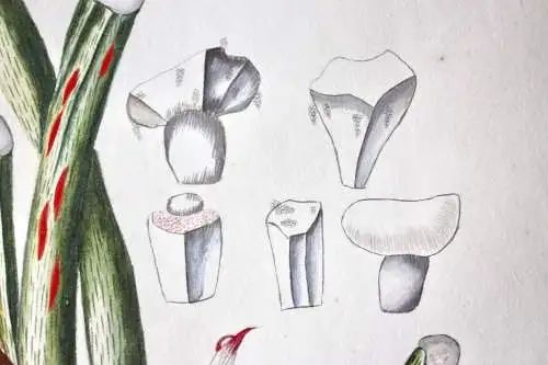 "Arum pinnatifidum", Aquarell nach Jacquin "Plantarum rariorum Horti Caesarei"