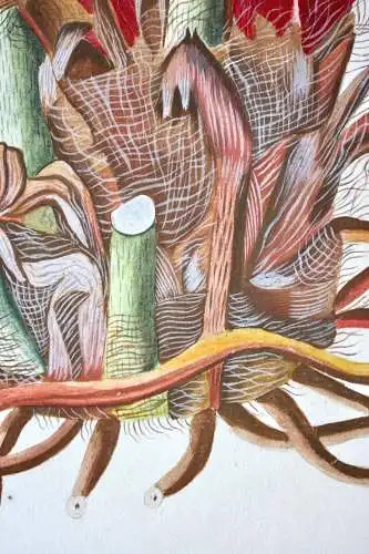 "Arum pinnatifidum", Aquarell nach Jacquin "Plantarum rariorum Horti Caesarei"