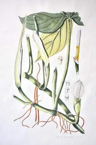 "Arum tripartitum", Aquarell nach Jacquin "Plantarum rariorum Horti Caesarei"