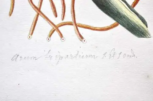 "Arum tripartitum", Aquarell nach Jacquin "Plantarum rariorum Horti Caesarei"